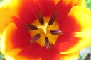 Tulppaani2C_Tulipa_sp_IMG_251.jpg