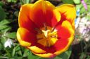 Tulppaani2C_Tulipa_sp_IMG_2517.jpg