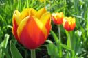 Tulppaani2C_Tulipa_sp_IMG_2518.jpg