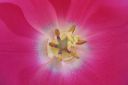 Tulppaani2C_Tulipa_sp_IMG_2535.jpg