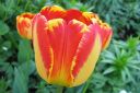 Tulppaani2C_Tulipa_sp_IMG_2630.jpg