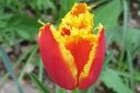 Tulppaani2C_Tulipa_sp_IMG_2916.jpg