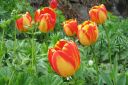 Tulppaani2C_Tulipa_sp_IMG_298.jpg