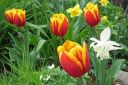 Tulppaani2C_Tulipa_sp_IMG_2985.jpg