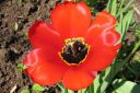 Tulppaani2C_Tulipa_sp_IMG_7318.jpg