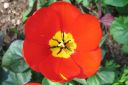 Tulppaani2C_Tulipa_sp_IMG_7363.jpg