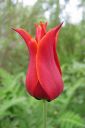 Tulppaani2C_Tulipa_sp_IMG_8003.jpg