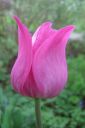 Tulppaani2C_Tulipa_sp_IMG_8004.jpg