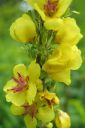 Tiedostonimi=Tummatulikukka2C_Verbascum_nigrum_IMG_0729.jpg
Tiedostokoko=37kt
Koko=400x600
Lisätty=11.03.2011 Tummatulikukka2C_Verbascum_nigrum_IMG_0729.jpg
