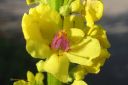 Tummatulikukka2C_Verbascum_nigrum_IMG_0751.jpg