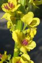 Tummatulikukka2C_Verbascum_nigrum_IMG_0755.jpg