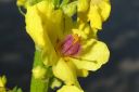 Tummatulikukka2C_Verbascum_nigrum_IMG_0756.jpg