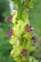 Tummatulikukka2C_Verbascum_nigrum_IMG_5062.jpg