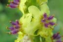 Tummatulikukka2C_Verbascum_nigrum_IMG_5063.jpg