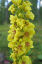 Tummatulikukka2C_Verbascum_nigrum_IMG_6710.jpg