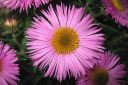 Tuoksuasteri2C_Aster_novae-angliae_IMG_6138.jpg