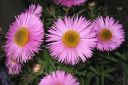 Tuoksuasteri2C_Aster_novae-angliae_IMG_6139.jpg