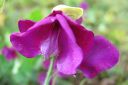 Tuoksuherne2C_Lathyrus_odoratus_IMG_0798.jpg