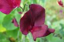 Tuoksuherne2C_Lathyrus_odoratus_IMG_0800.jpg