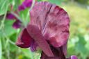 Tuoksuherne2C_Lathyrus_odoratus_IMG_0801.jpg