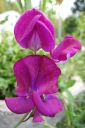 Tuoksuherne2C_Lathyrus_odoratus_IMG_0808.jpg