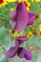 Tuoksuherne2C_Lathyrus_odoratus_IMG_1856.jpg