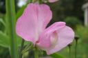 Tuoksuherne2C_Lathyrus_odoratus_IMG_1857.jpg