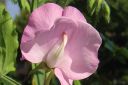 Tuoksuherne2C_Lathyrus_odoratus_IMG_1985.jpg