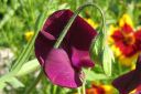 Tuoksuherne2C_Lathyrus_odoratus_IMG_1986.jpg