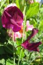 Tuoksuherne2C_Lathyrus_odoratus_IMG_1987.jpg