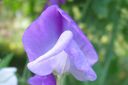 Tuoksuherne2C_Lathyrus_odoratus_IMG_2433.jpg