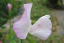 Tuoksuherne2C_Lathyrus_odoratus_IMG_3199.jpg