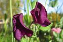 Tuoksuherne2C_Lathyrus_odoratus_IMG_4663.jpg