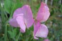 Tuoksuherne2C_Lathyrus_odoratus_IMG_4878.jpg