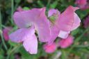 Tuoksuherne2C_Lathyrus_odoratus_IMG_4880.jpg