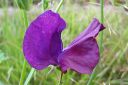 Tuoksuherne2C_Lathyrus_odoratus_IMG_5685.jpg