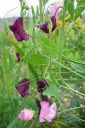 Tuoksuherne2C_Lathyrus_odoratus_IMG_5778.jpg