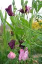 Tuoksuherne2C_Lathyrus_odoratus_IMG_5779.jpg