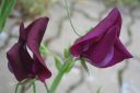 Tuoksuherne2C_Lathyrus_odoratus_IMG_6701.jpg