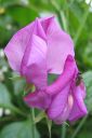 Tuoksuherne2C_Lathyrus_odoratus_IMG_6772.jpg