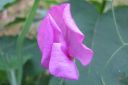 Tuoksuherne2C_Lathyrus_odoratus_IMG_6838.jpg