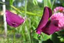 Tuoksuherne2C_Lathyrus_odoratus_IMG_9073.jpg