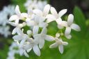 Tuoksumatara2C_Galium_odoratum_IMG_2402.jpg