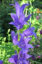 Tiedostonimi=Ukonkello2C_Campanula_latifolia_IMG_3870.jpg
Tiedostokoko=56kt
Koko=400x600
Lisätty=11.03.2011 Ukonkello2C_Campanula_latifolia_IMG_3870.jpg