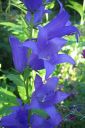 Ukonkello2C_Campanula_latifolia_IMG_3872.jpg