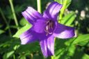 Ukonkello2C_Campanula_latifolia_IMG_3879.jpg