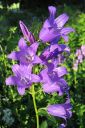 Ukonkello2C_Campanula_latifolia_IMG_3881.jpg