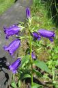 Ukonkello2C_Campanula_latifolia_IMG_5660.jpg