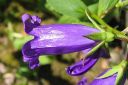 Ukonkello2C_Campanula_latifolia_IMG_5662.jpg