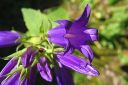 Ukonkello2C_Campanula_latifolia_IMG_5663.jpg